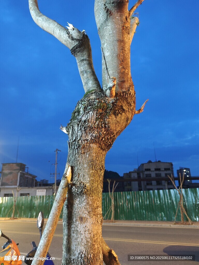 夜幕下的枯樹