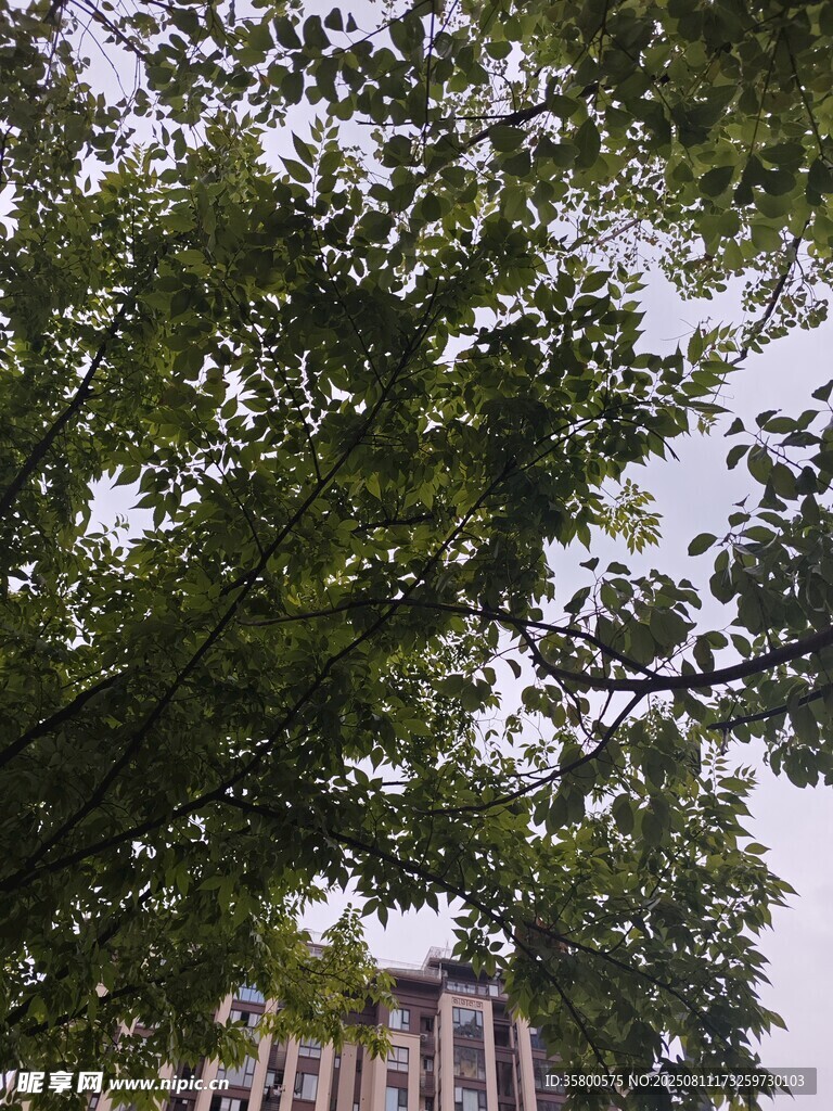 枝葉繁茂的綠樹與建筑