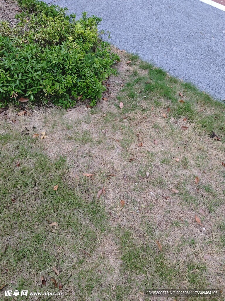 路邊稀疏草地與綠植