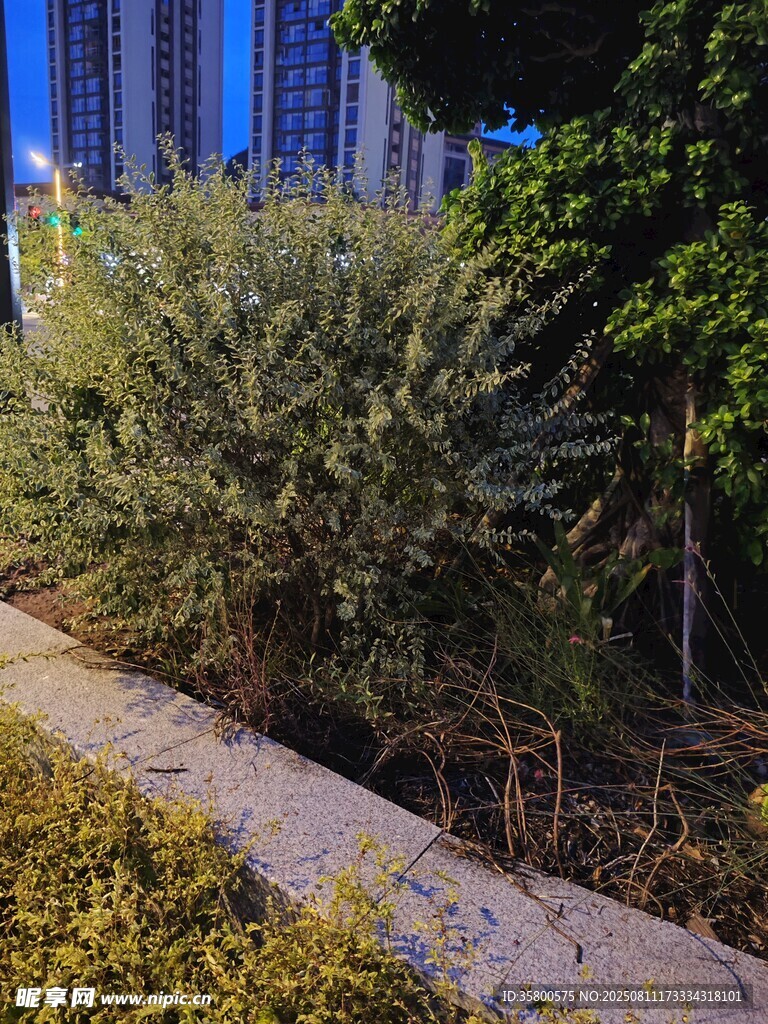 城市路邊綠植景觀