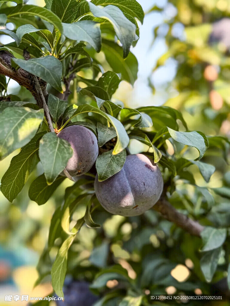 黑布李