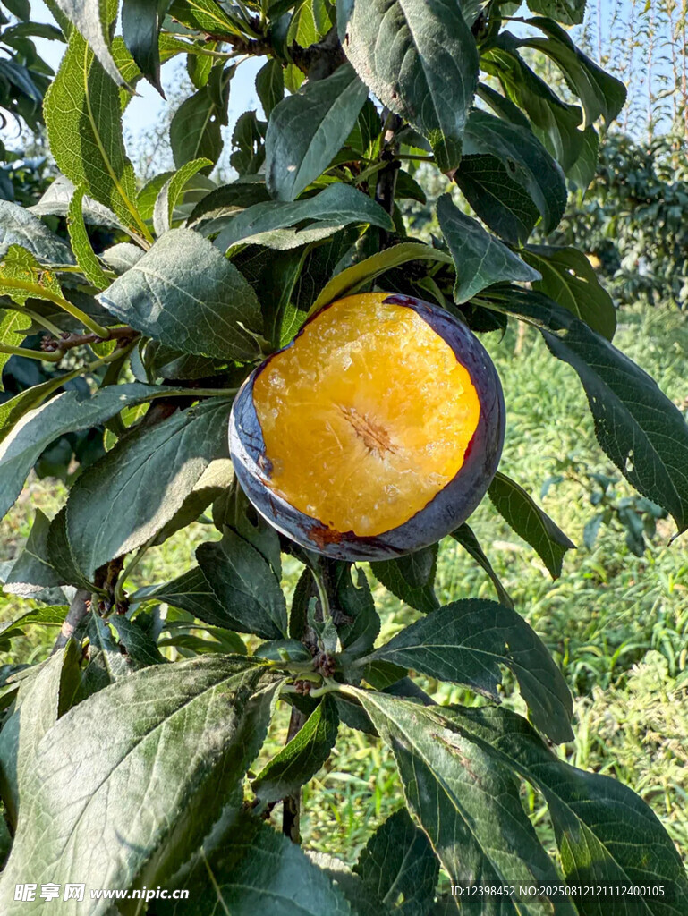 黑布李