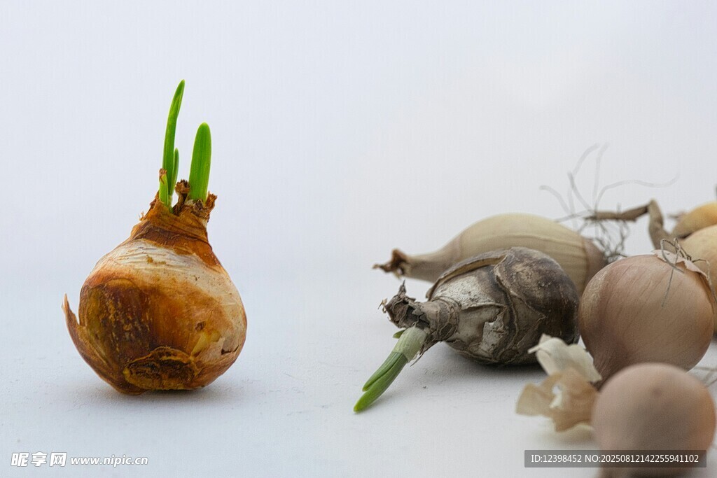 發(fā)芽的洋蔥與枯萎蔬菜
