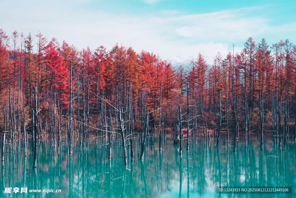 秋日湖畔紅杉碧水美景