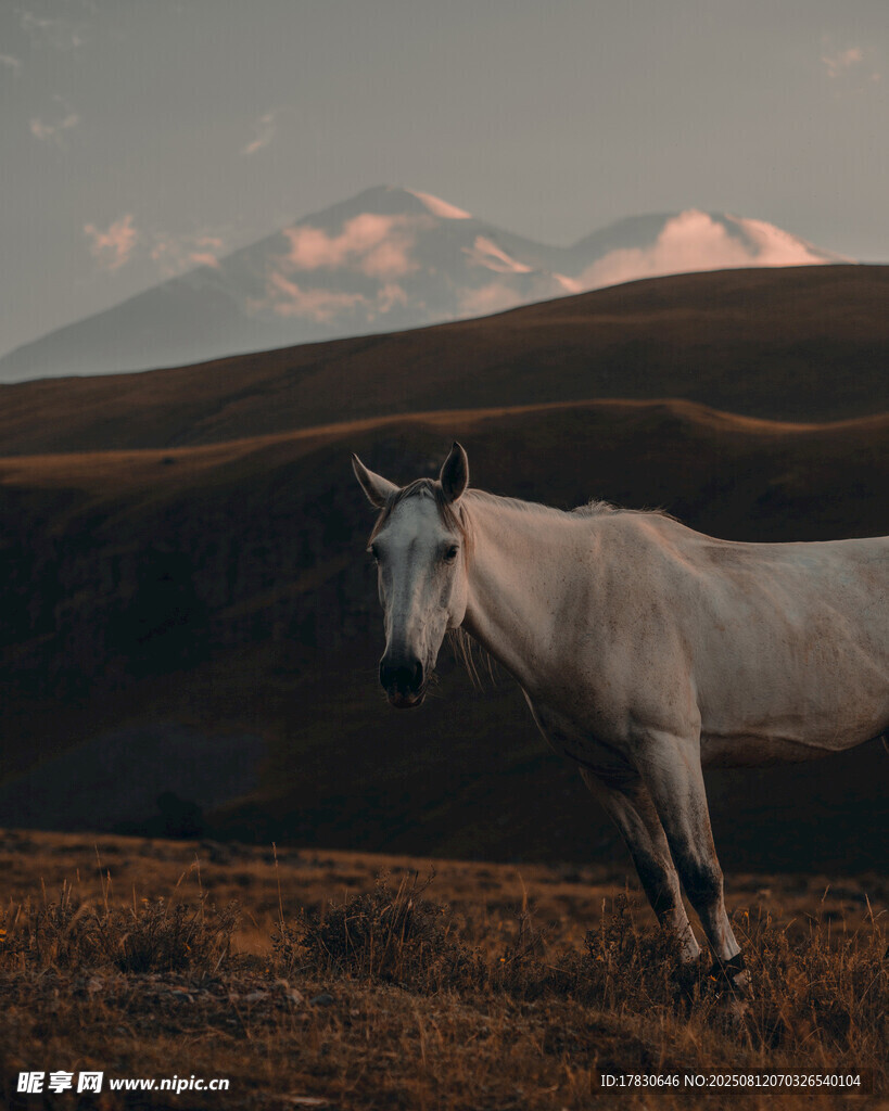 草原上的獨(dú)行白馬