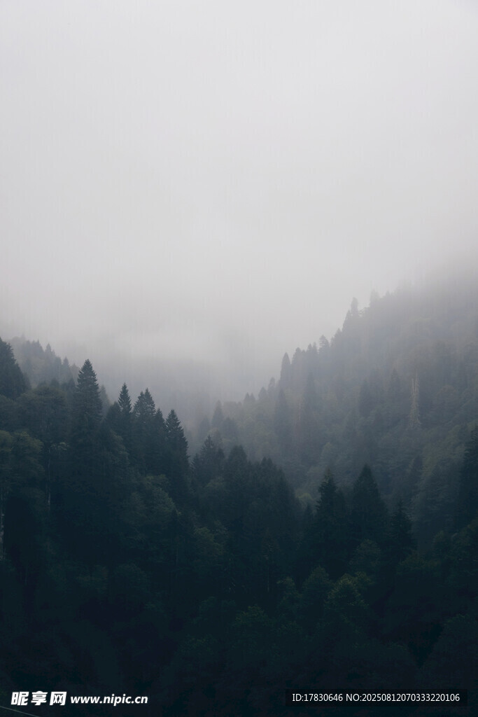 霧中森林景觀