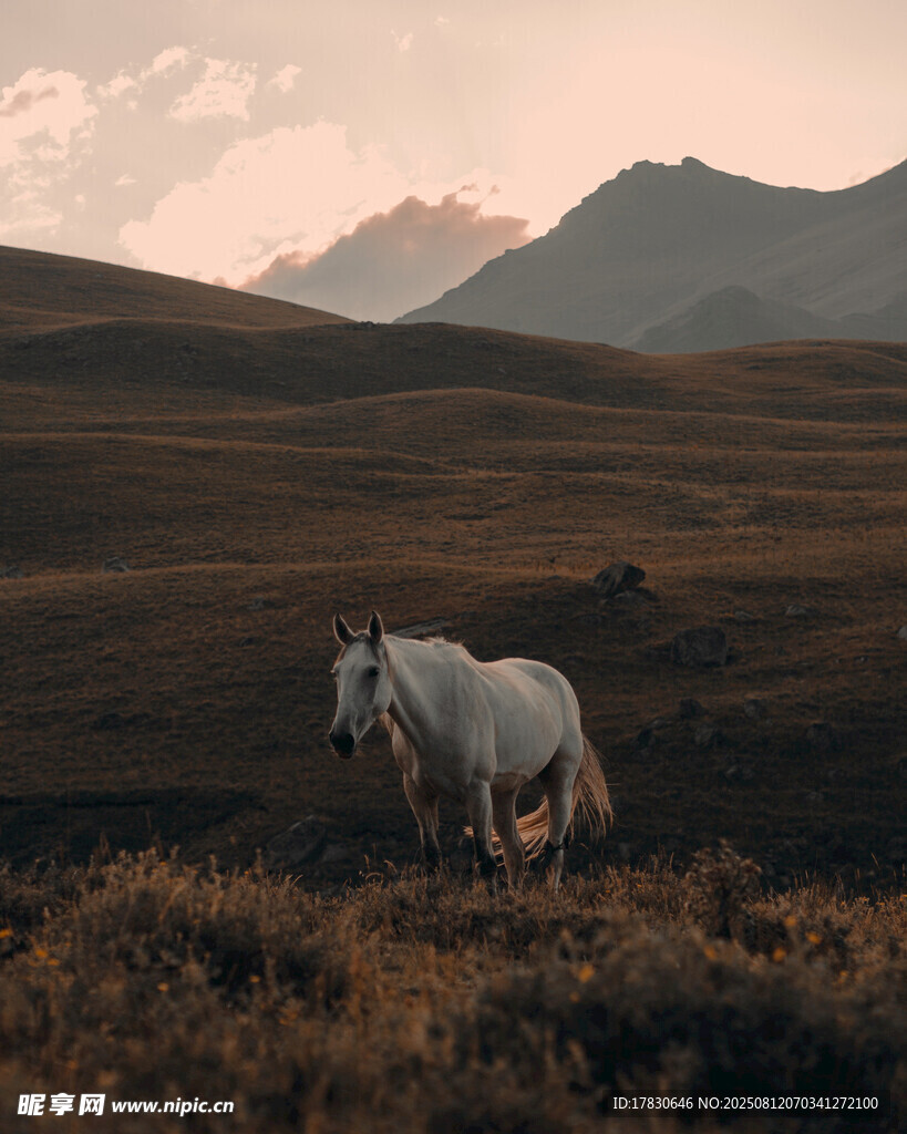 草原上的獨(dú)行白馬