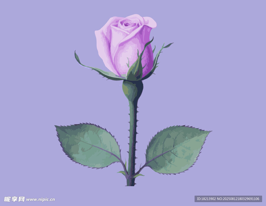 玫瑰花