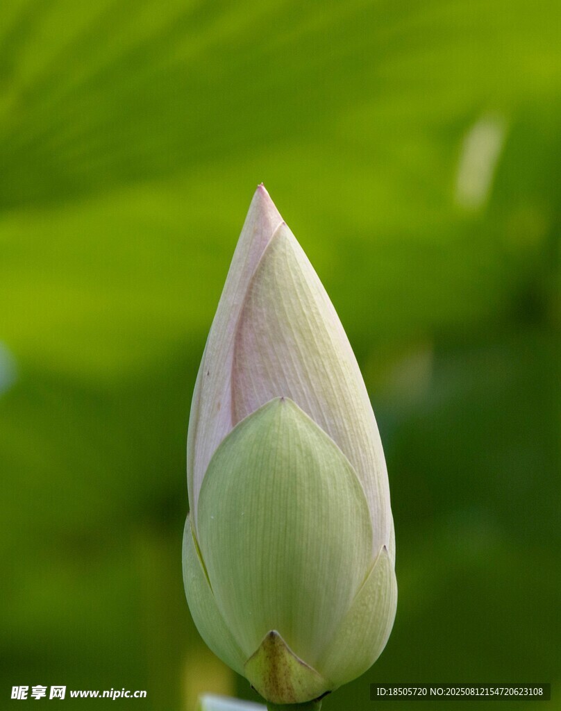 含苞待放的荷花