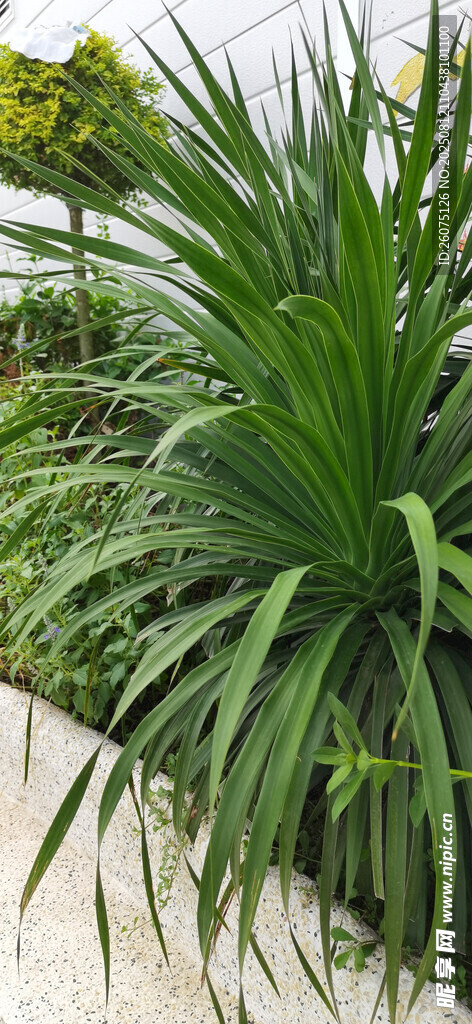 翠綠修長植物沿小徑生長