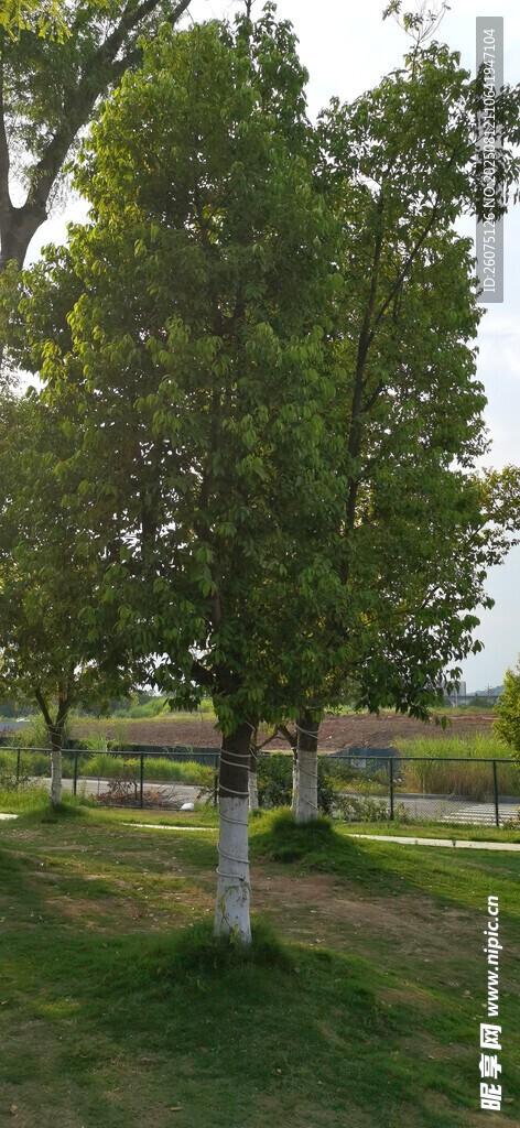 綠意盎然的公園樹木景觀