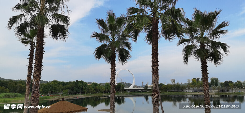 湖畔棕櫚樹風(fēng)景