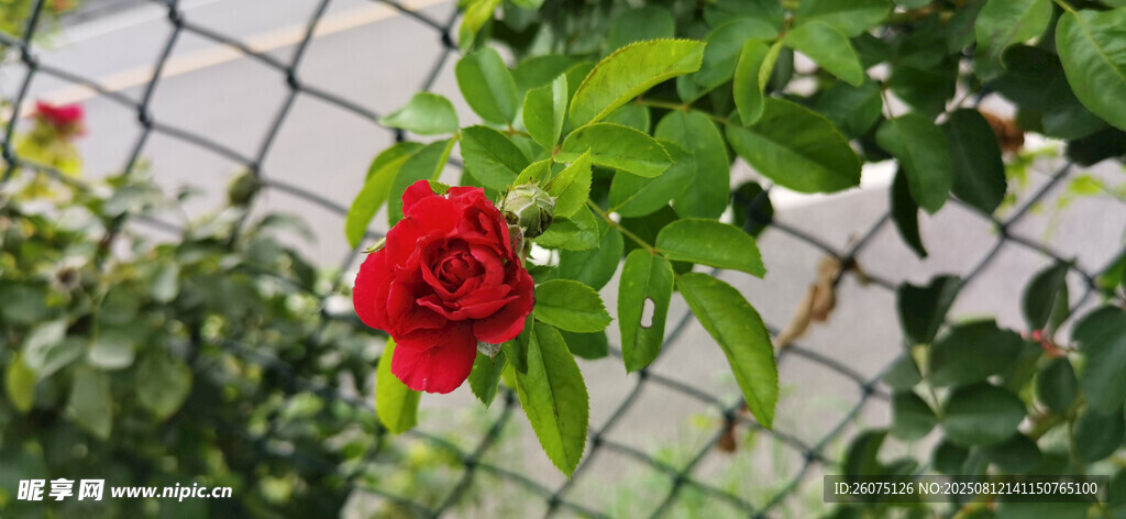 柵欄旁嬌艷的紅色月季