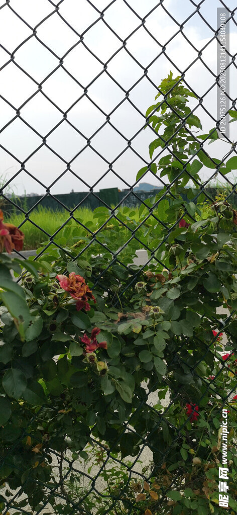 圍欄邊綻放的多彩花卉