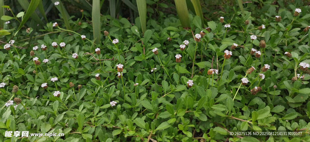 繁茂草地中的多彩小花