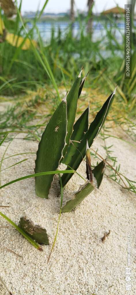 沙地上的嫩綠植物