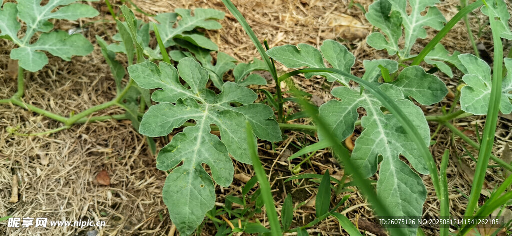 地面上的綠色植物葉片