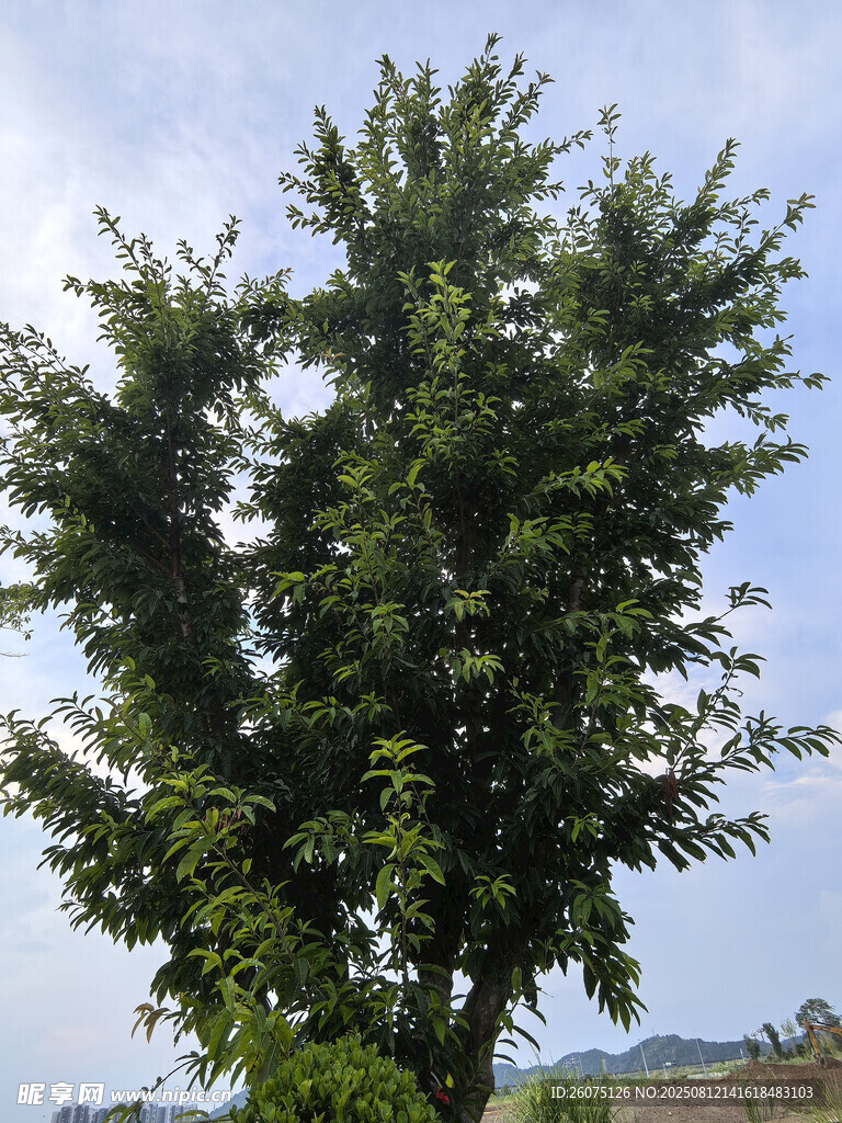 高大蔥郁的綠樹