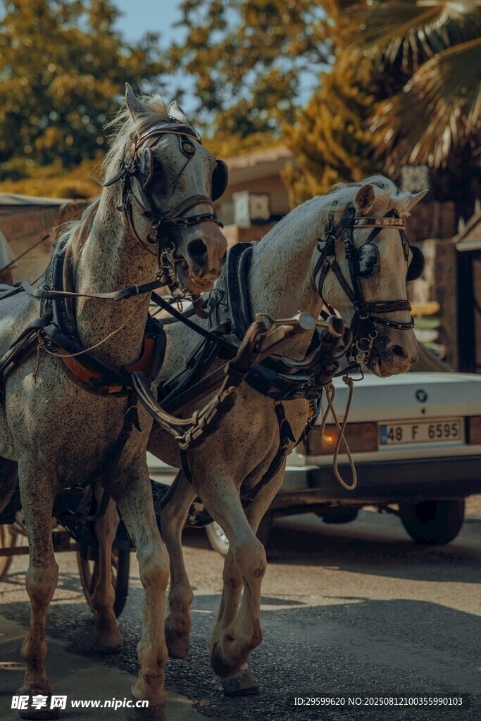 兩匹拉車的馬