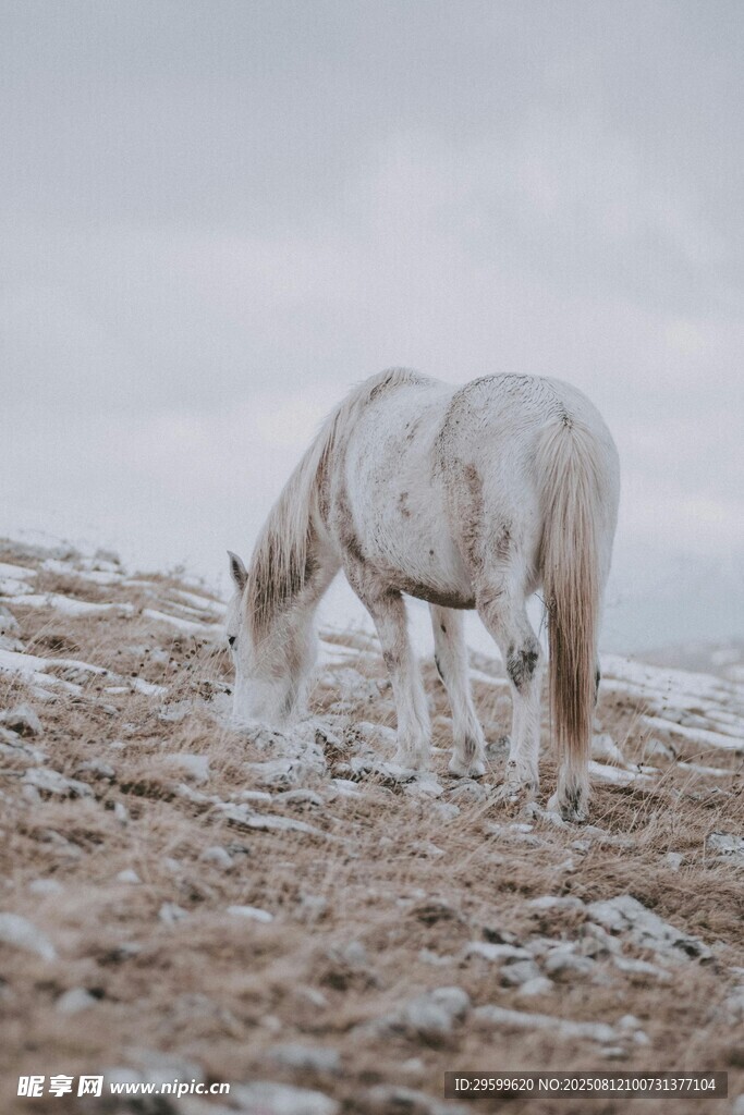 雪地中低頭吃草的白馬