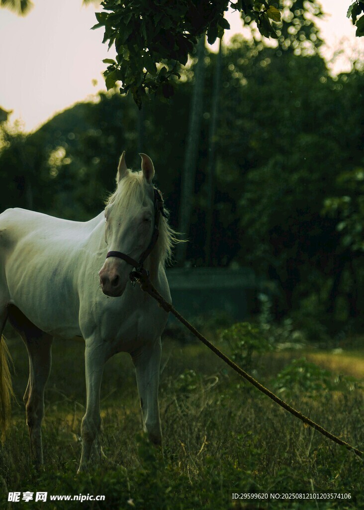 草地上的白馬