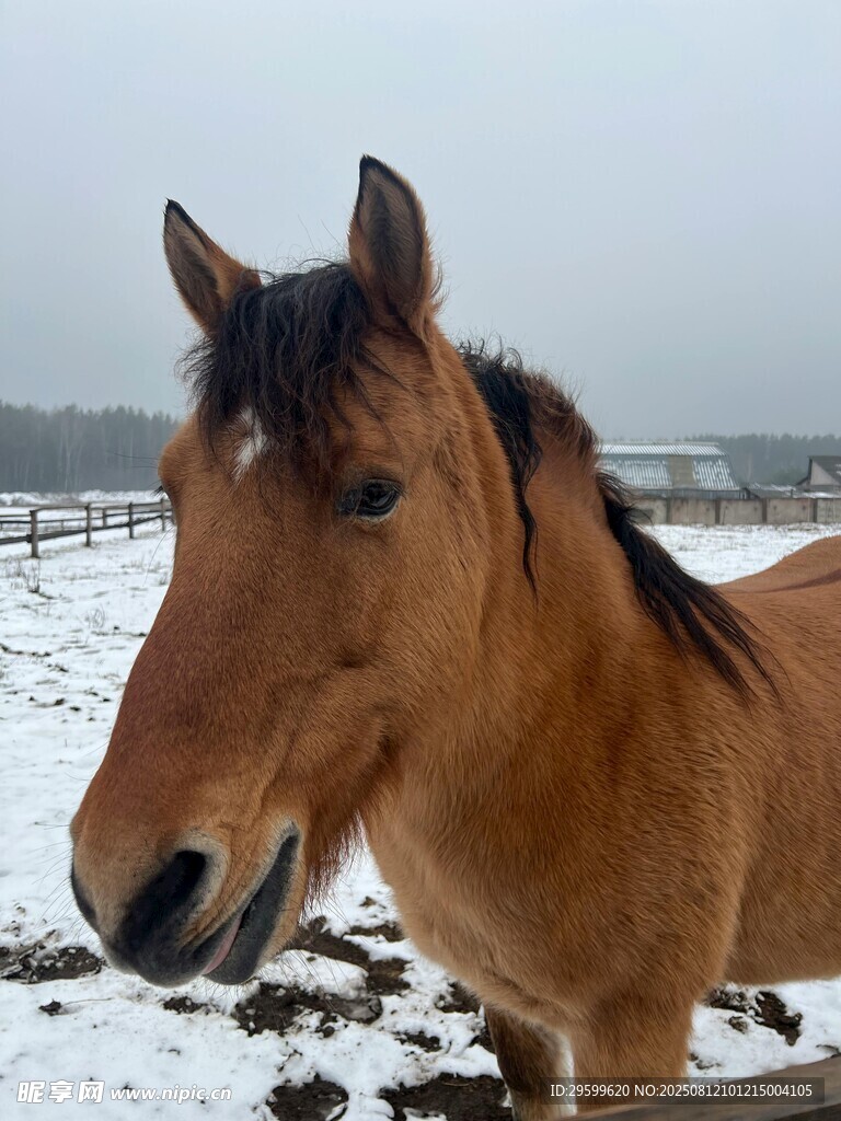雪地中的棕色駿馬