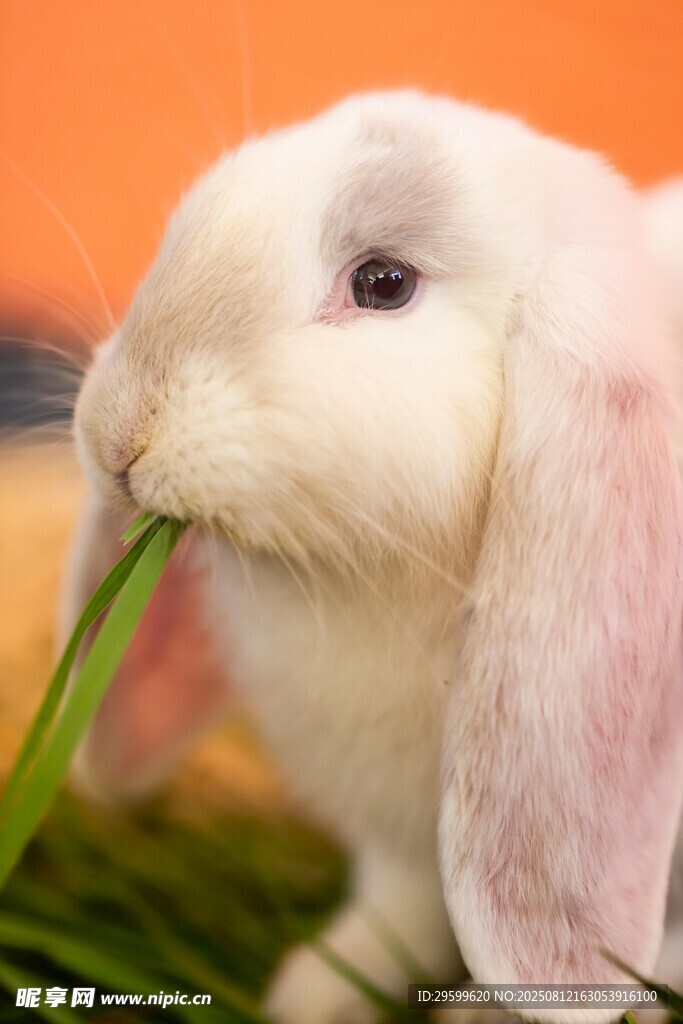 白兔嚼食青草瞬間