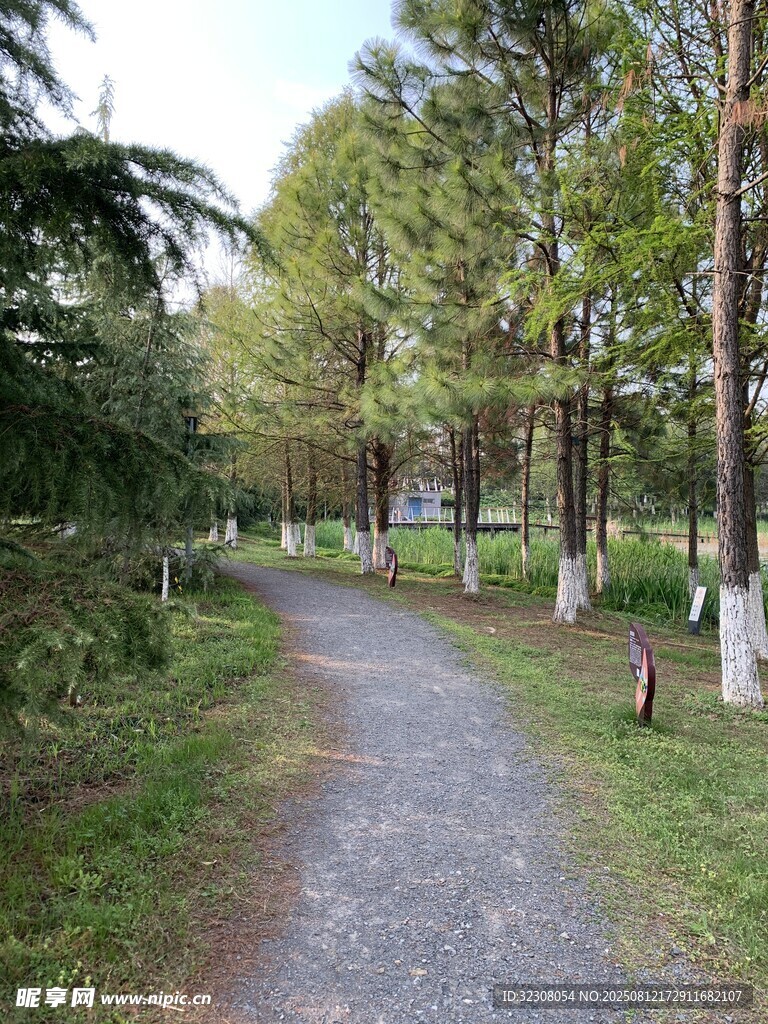 林間幽靜小路