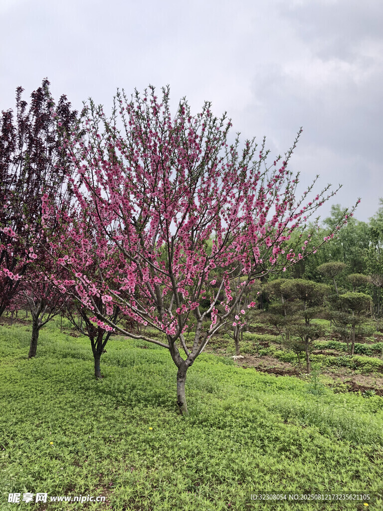 春日盛開的粉嫩桃樹美景