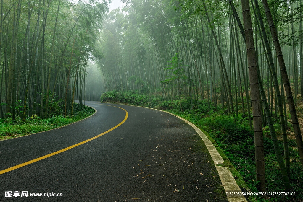 霧中蜿蜒的林間公路