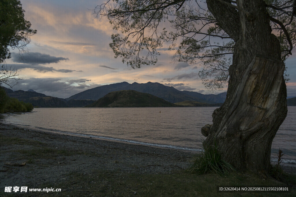 湖畔老樹與黃昏美景
