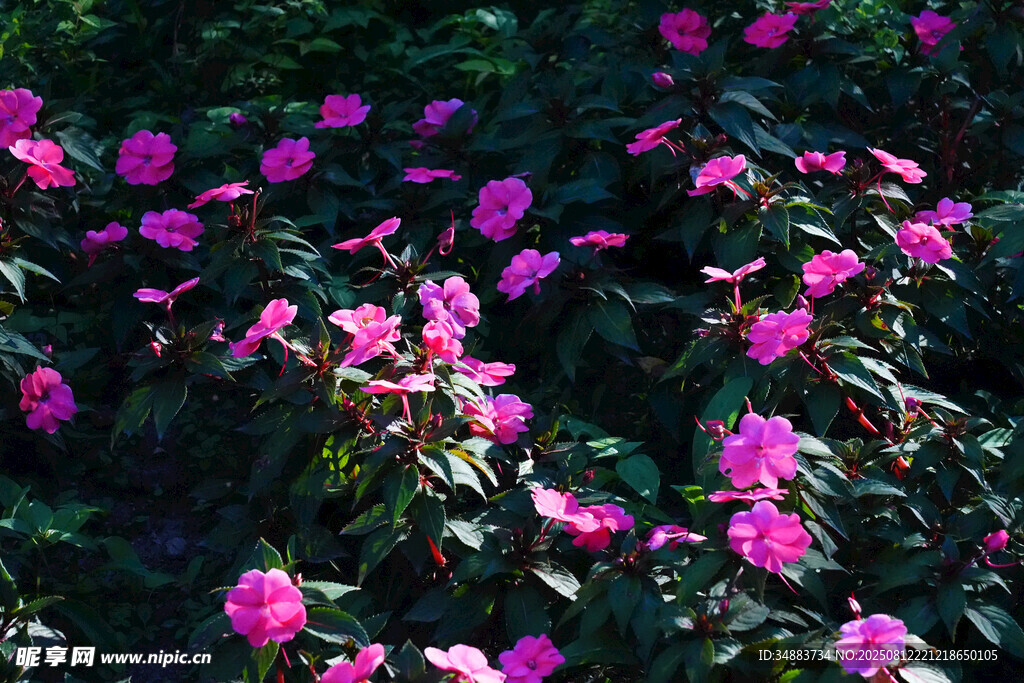 鳳仙花花叢