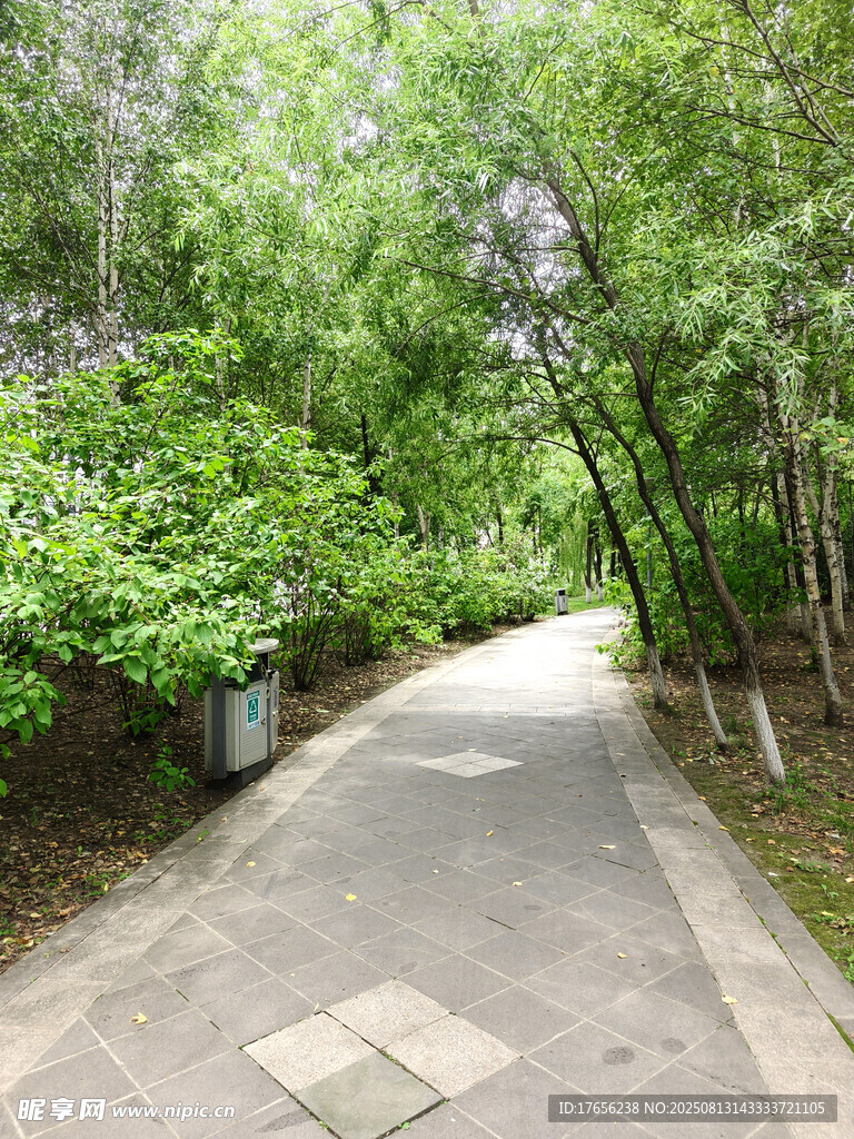 林間幽靜小道