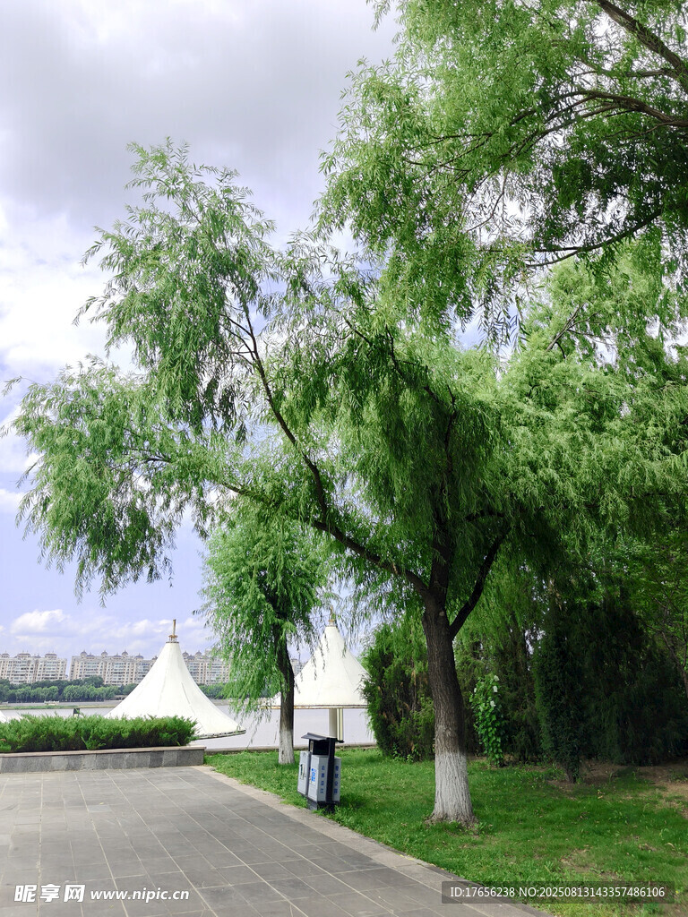 公園中柳樹(shù)下的休閑場(chǎng)景