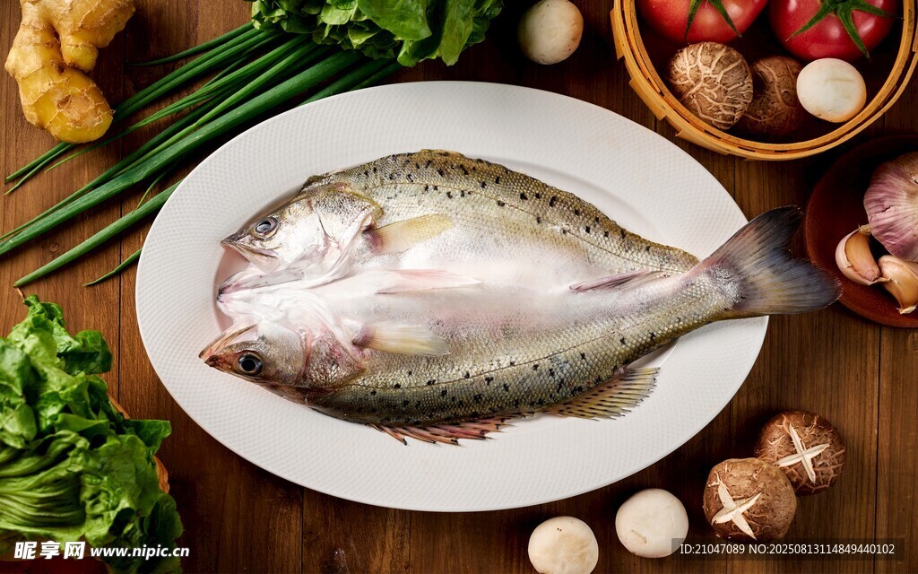 黑鱸魚
