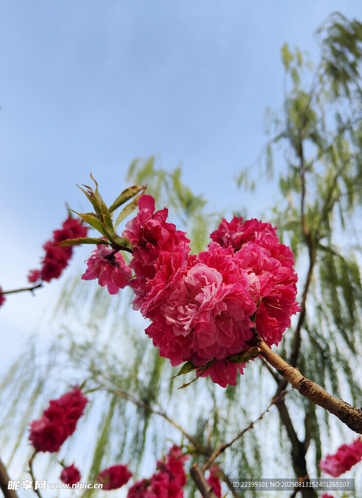 枝頭綻放的嬌艷粉色碧桃花花朵