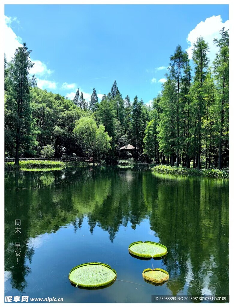 湖畔森林