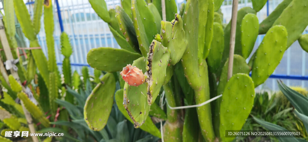 沙灘時(shí)的仙人掌植株與花朵