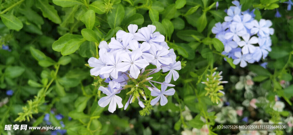 清新淡雅的藍(lán)雪花綻放