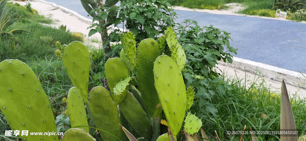 路邊的仙人掌植物