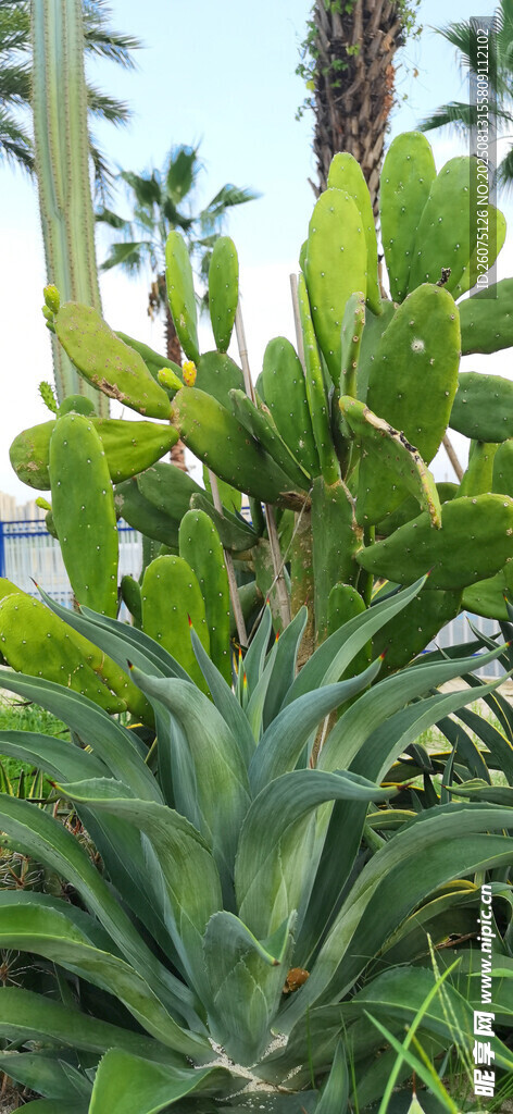 翠綠蘆薈與仙人掌植物特寫(xiě)