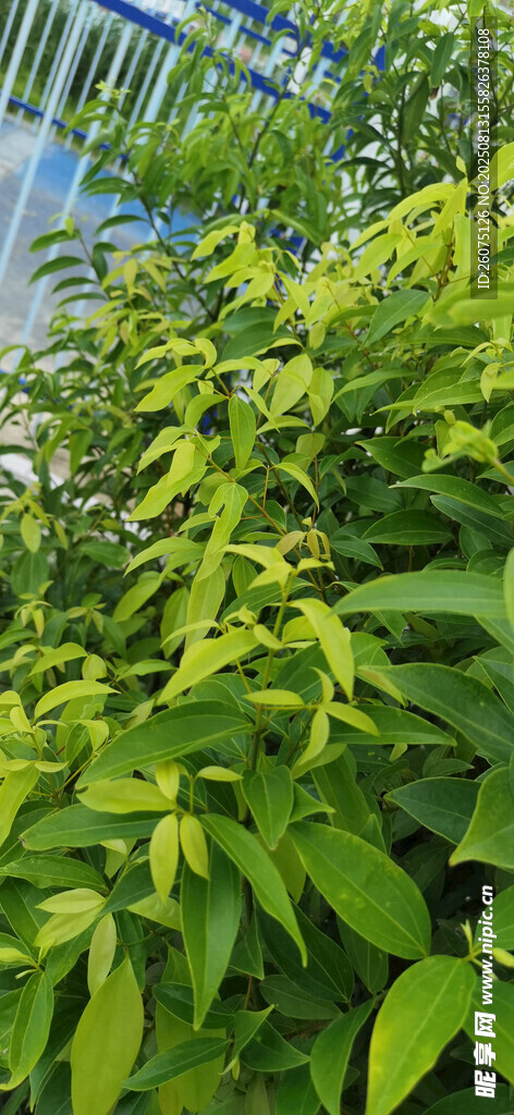 翠綠繁茂的植物景觀