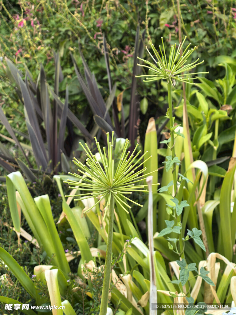 多樣綠植展現(xiàn)自然生機(jī)