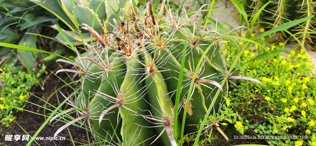 帶刺的仙人掌植物特寫