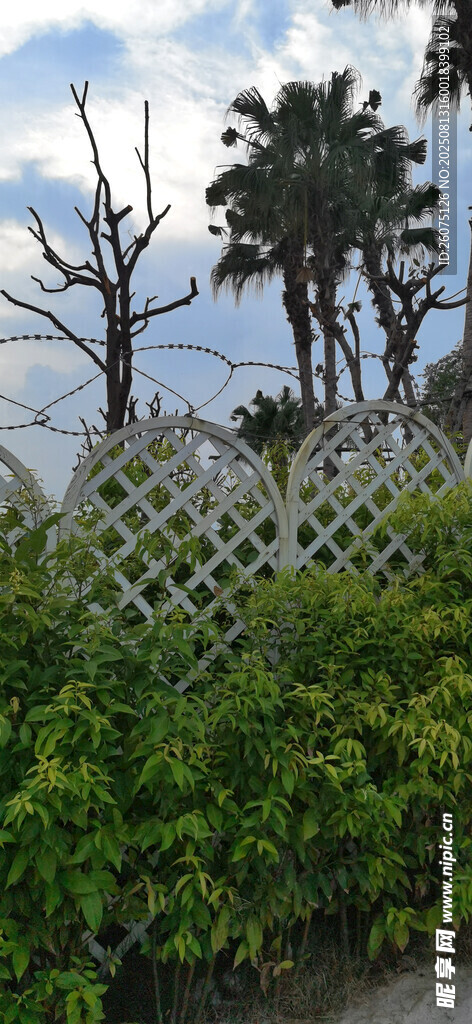 柵欄旁的綠植與枯樹