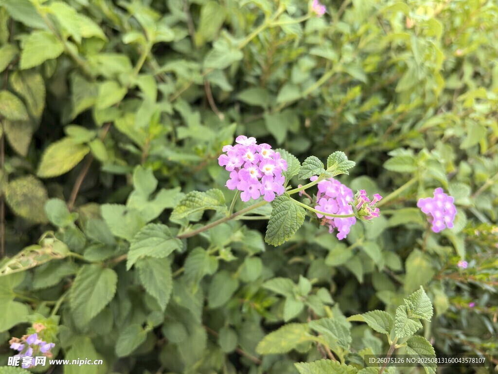 綠葉叢中的粉紫色小花