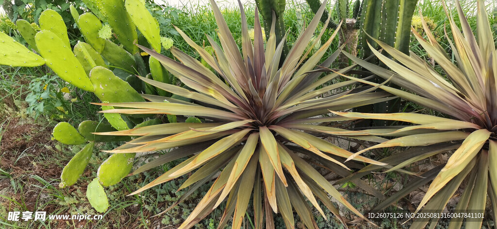 龍舌蘭植物特寫(xiě)