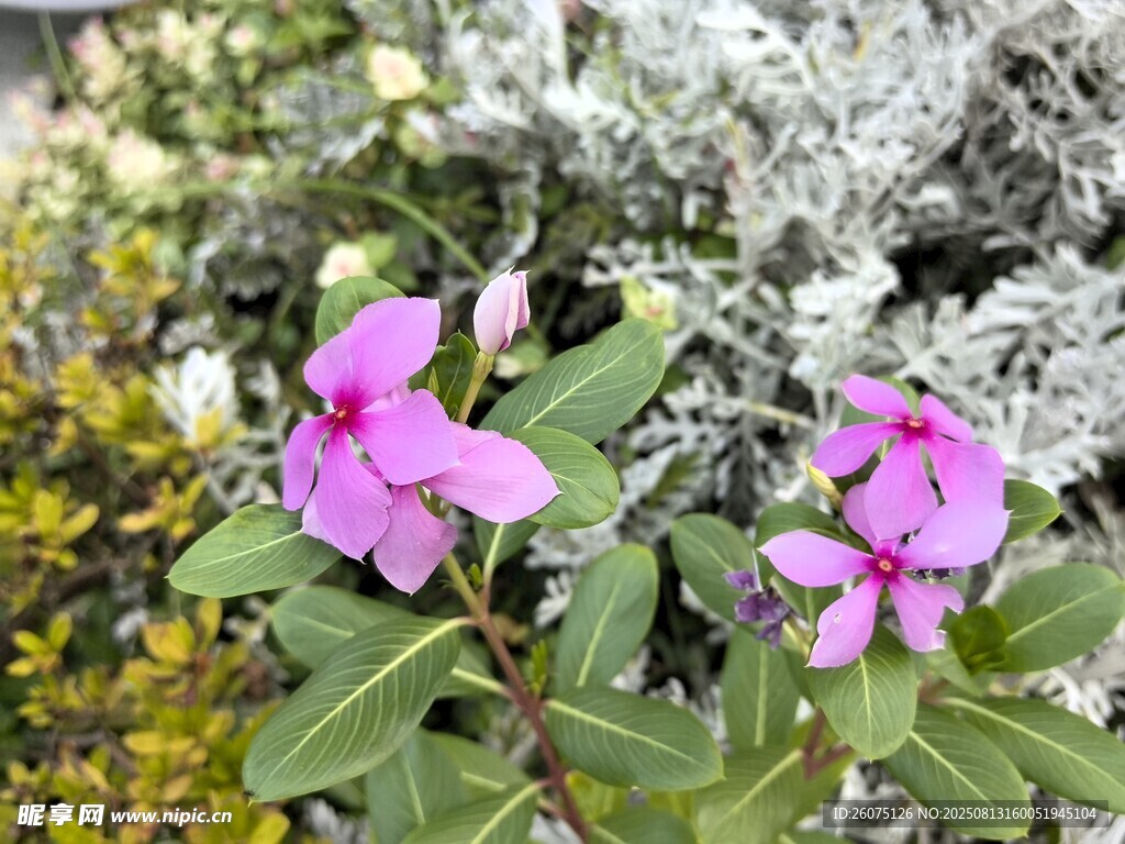 嬌艷紫花綻放綠葉間