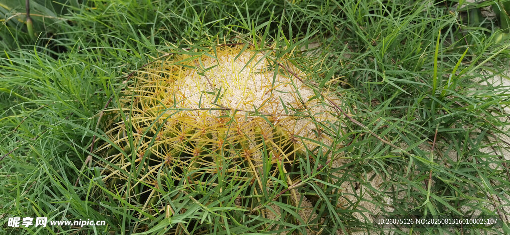 草地上的黃色仙人球特寫