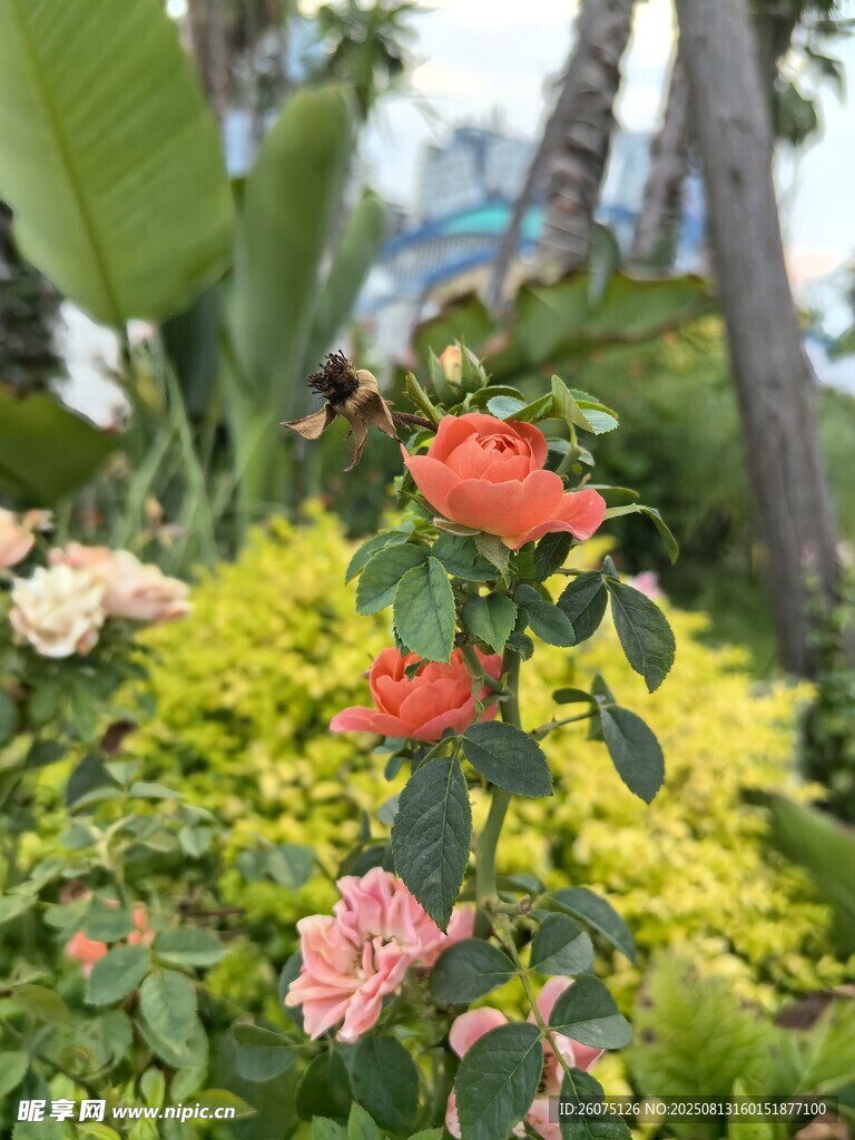 多彩花叢中的嬌艷玫瑰